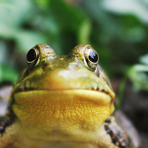 Katak Merdu