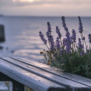 不同季节里 的同一朵花