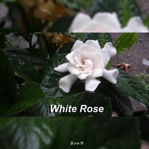White Rose