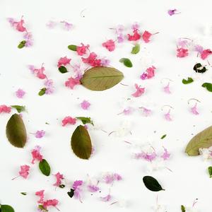枯叶和粉花朵 (6)