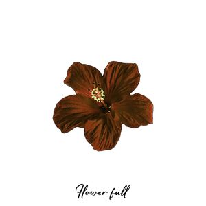 FLOWER full