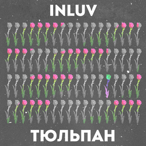 Тюльпан