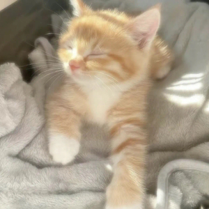 夏天的风（cover）