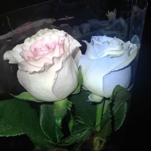 诺言DJ - 维生素K & DJ睡阔鼠