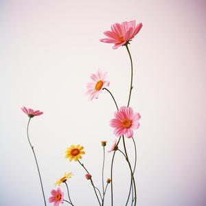 나는 하늘에 울고만 있네