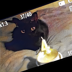 ⸝⸝•｡•⸝⸝