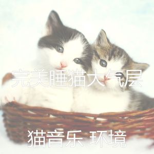 有趣小猫情怀