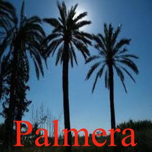 Palmera