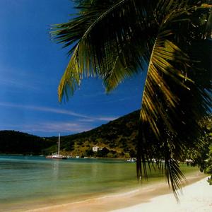 민들레 꽃가루에는