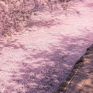花道を征け