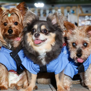 うめ&すもも&こゆき 三姉妹