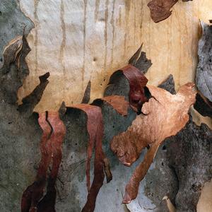 招财进宝喜迎春-无锣版