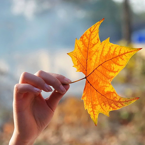 梧桐叶落（Cover 刘鹏）