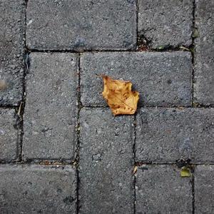 Rooftop Autumn