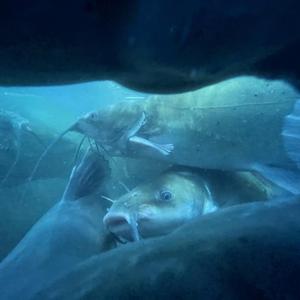 梦在黎明破晓时（翻唱 盘尼西林）wav