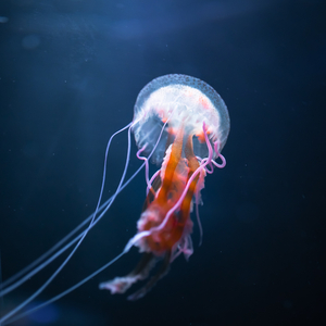 Todavía Hay Esperanza