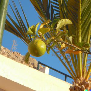 Palm Tree