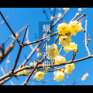 蝋梅小夜曲