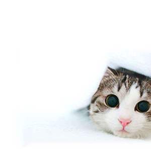 小拳拳捶你胸口