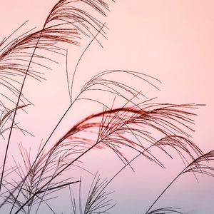 秋叶落下的温柔