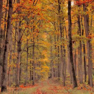 你从未离去（QN remix）