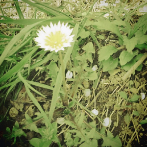 桜の木に登って