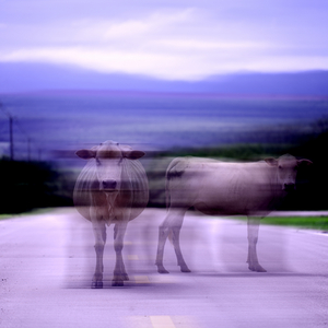 エコーロケーション