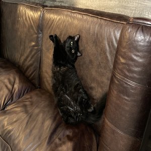 Iter Idest Melancholia