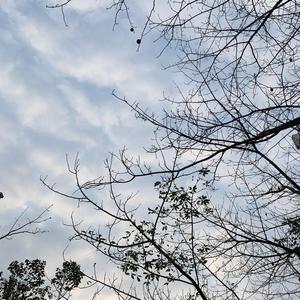 越人歌钢琴伴奏