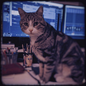 Kedi