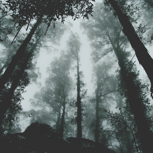 Softness Red (Zen Ambient Meditation)