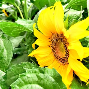 我的小星星.flac