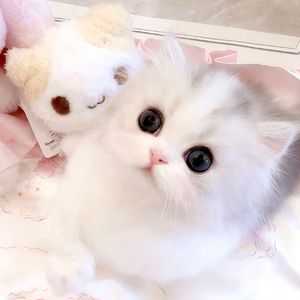 《墨影江湖》__