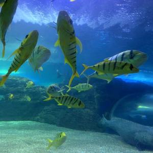 落日海边 轻音舒缓 (竖琴)