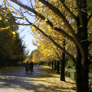 秋風のコンチェルト