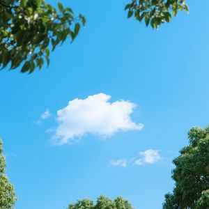 梦里花开无声处