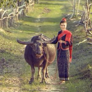 Freash your mind jungle mood Thai traditional music