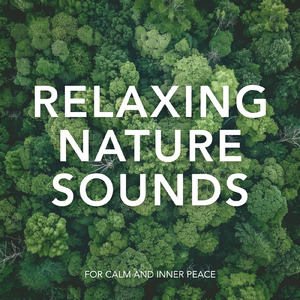 聴く癒し 気づけば自然と眠くなる安眠ギターBGM (自律神経を整える睡眠用 森 鳥)