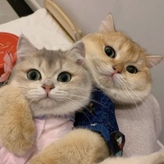 爱若无声 (DJ版)