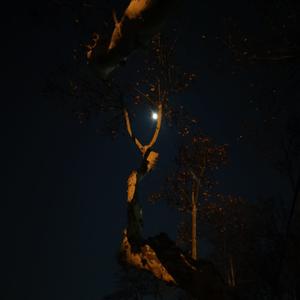 倪克斯的睡前童谣