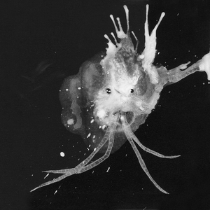 64º46'34.1"N 14º02'55.8"W