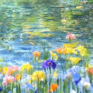 尾巴摇过的时光