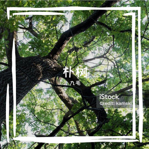 朴树的树