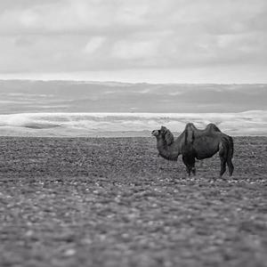 老骆驼