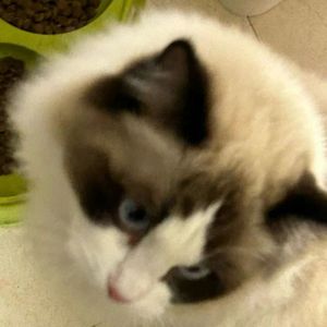 “花语” 吉他&SASIOVERLXRD Type Beat