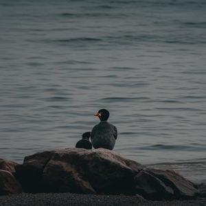 最后的清醒