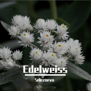 Edelweiss (Cover 花隈千冬, 夏色花梨)