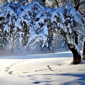 Violin Concerto in F Minor, RV 297, "Winter" from "The Four Seasons": II. Largo (Arr. for Harp & Orchestra)