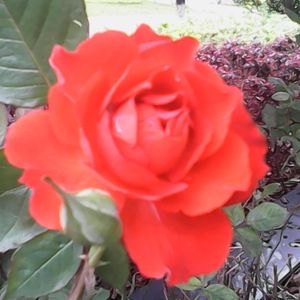 最美最美妹妹笑