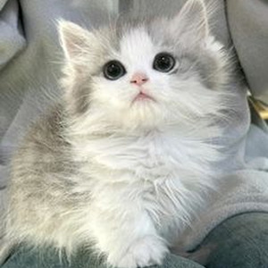 Won't Be Coming Back (slowed)